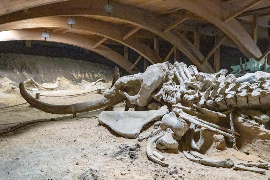 Paleontologist discovers colossal Ice Age mammoth skull and bones in ancient Texas cave.