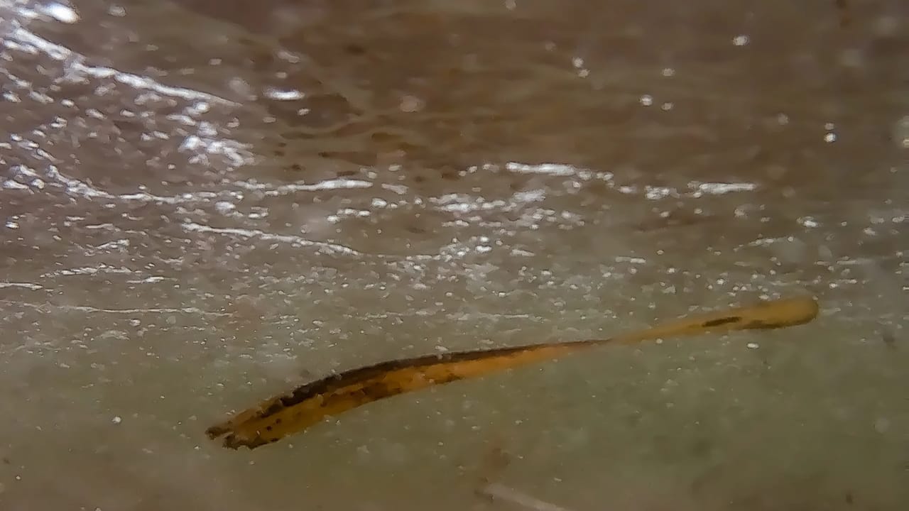 Revived 24,000-year-old rotifer from Siberian permafrost Revived 24,000-year-old rotifer from Siberian permafrost